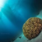 Zdjęcie Irena Stangierska